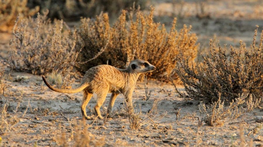 SURICATE-         MEERKAT.jpg