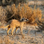 SURICATE-         MEERKAT.jpg