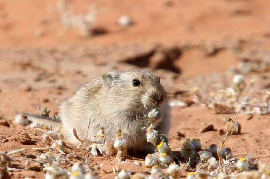 WHISTLING       RAT.jpg