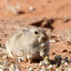 WHISTLING       RAT.jpg