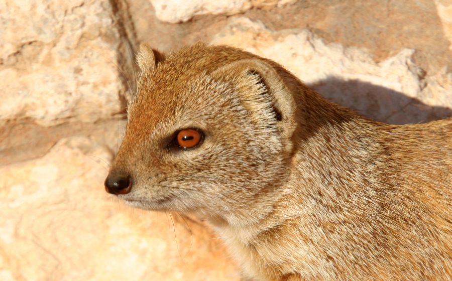 YELLOW  MONGOOSE.jpg
