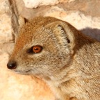 YELLOW  MONGOOSE.jpg