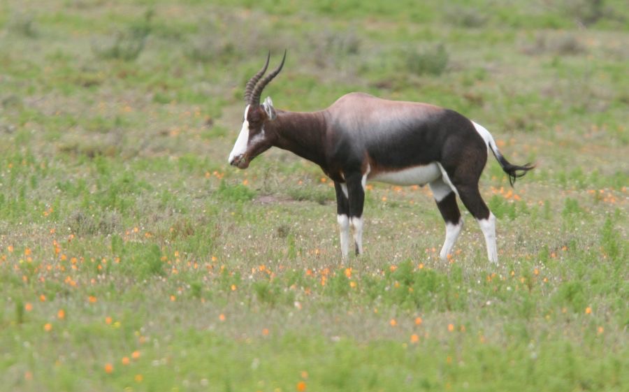 BONTEBOK (2).jpg