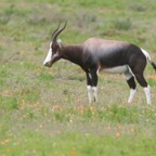 BONTEBOK (2).jpg