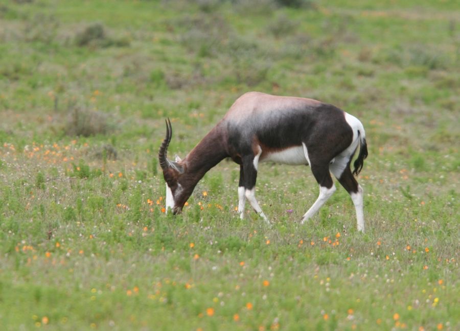 BONTEBOK.jpg