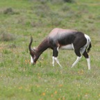 BONTEBOK.jpg
