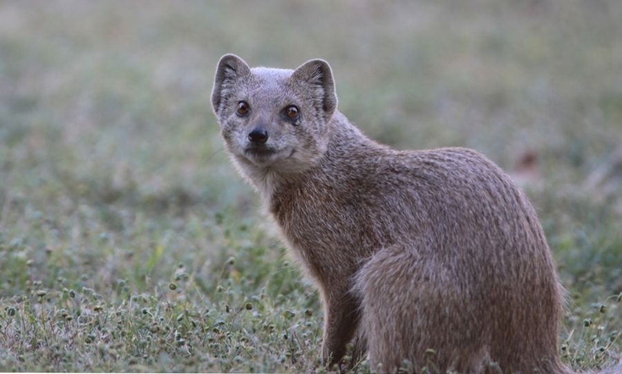 CAPE GREY  MONGOOSE.jpg