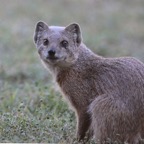 CAPE GREY  MONGOOSE.jpg