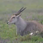 ELAND (2).jpg