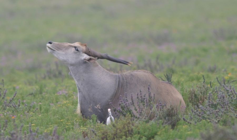 ELAND.jpg