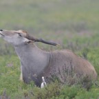 ELAND.jpg