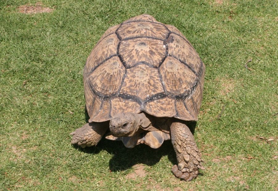 GIANT  TORTOISE (2).jpg