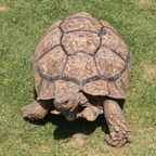 GIANT  TORTOISE (2).jpg