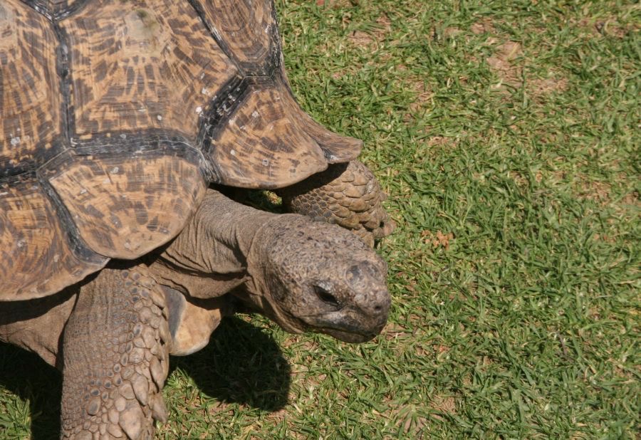 GIANT  TORTOISE.jpg