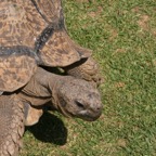GIANT  TORTOISE.jpg
