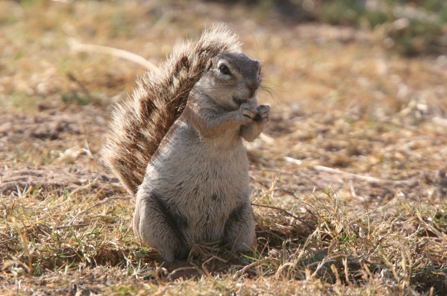 GROUND  SQUIRREL.jpg