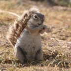 GROUND  SQUIRREL.jpg