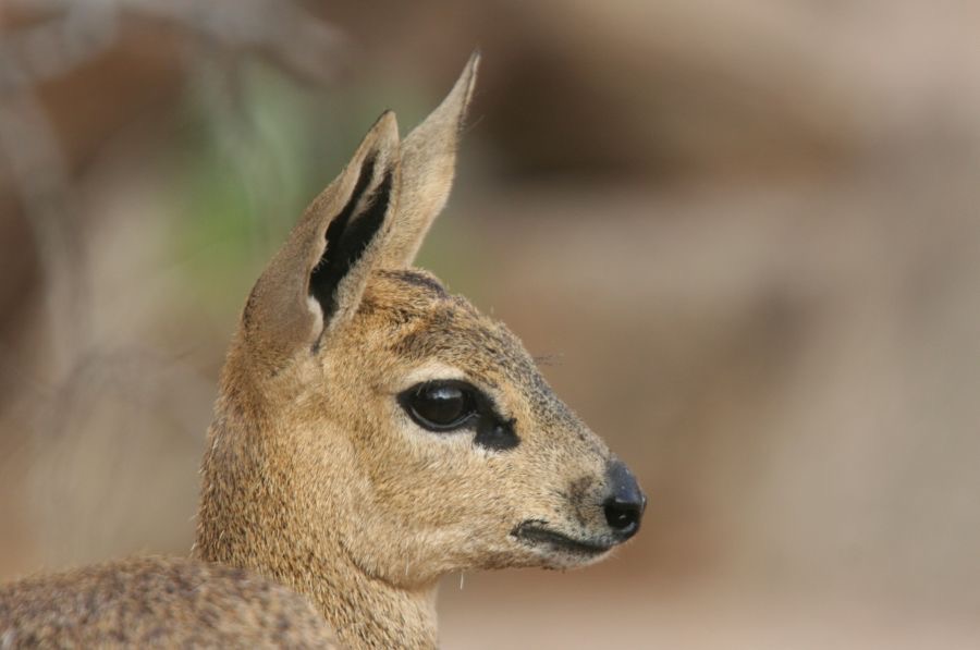 KLIPSPRINGER (2).jpg