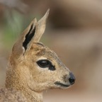 KLIPSPRINGER (2).jpg
