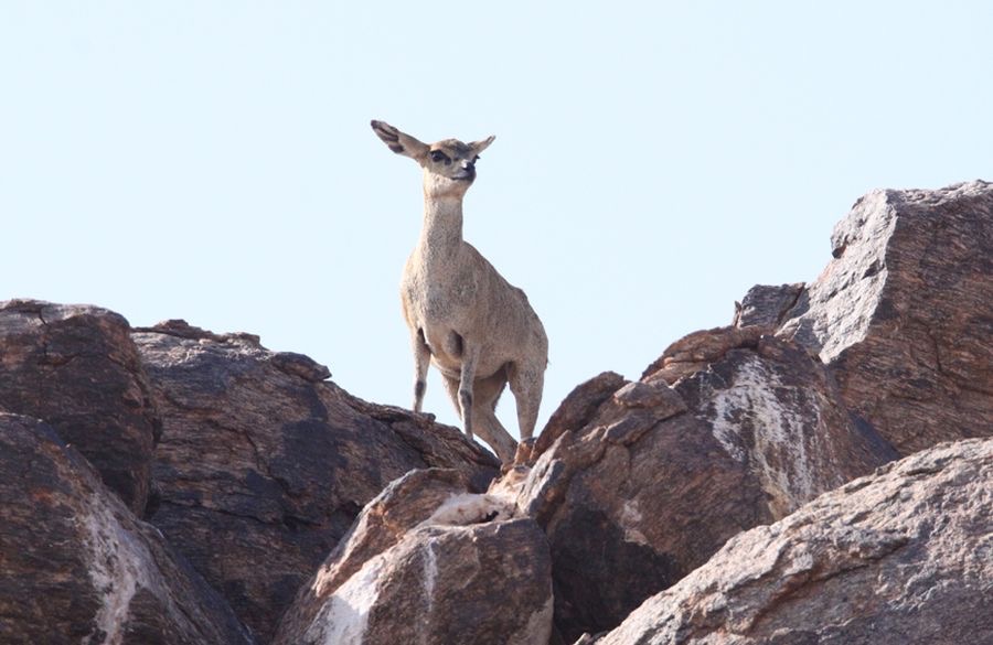 KLIPSPRINGER.jpg