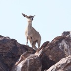KLIPSPRINGER.jpg