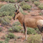 RED   HARTEBEEST.jpg