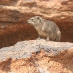 ROCK   HYRAX.jpg