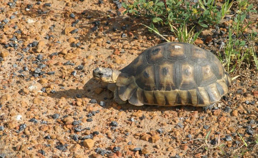 TORTOISE.jpg