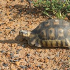 TORTOISE.jpg