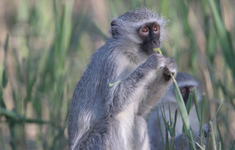 VERVET  MONKEY.jpg
