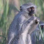 VERVET  MONKEY.jpg