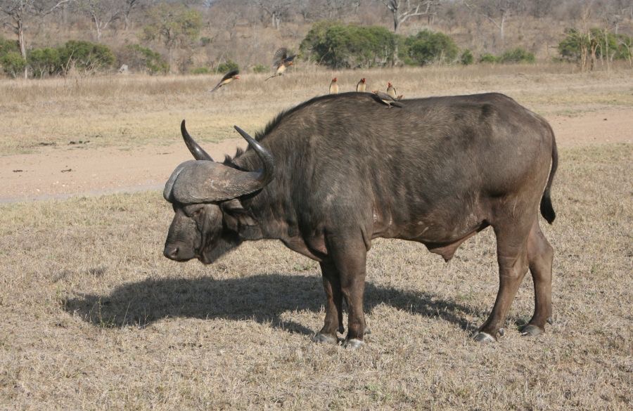 BUFFALO   with Oxpeckers