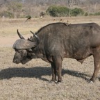 BUFFALO   with Oxpeckers