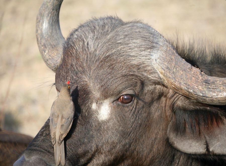 BUFFALO head with Oxpecker