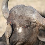 BUFFALO head with Oxpecker