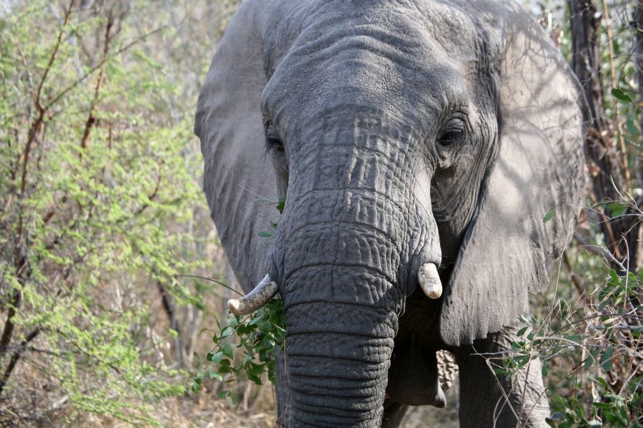ELEPHANT    head-on