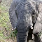 ELEPHANT    head-on