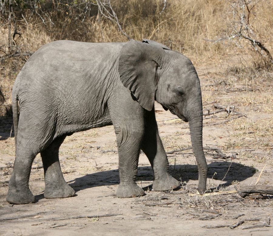ELEPHANT   young