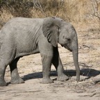 ELEPHANT   young