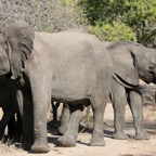 ELEPHANTS   feeding on leaves