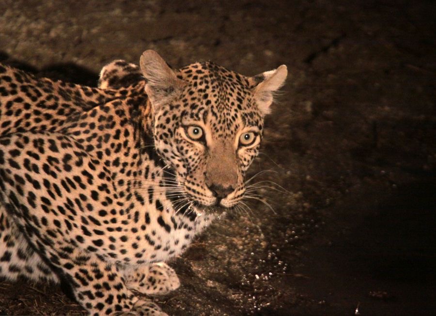 LEOPALD     drinking at   night