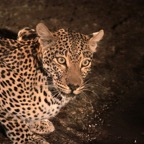 LEOPALD     drinking at   night