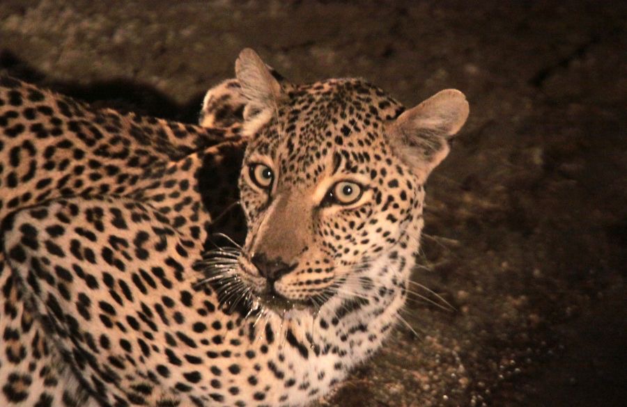 LEOPALD    at night