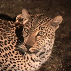 LEOPALD    at night