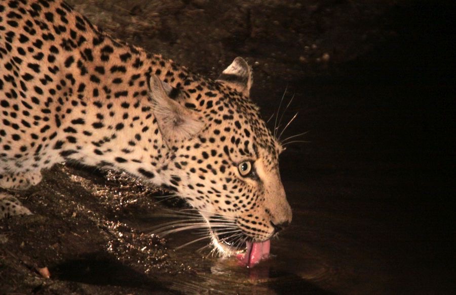 LEOPALD   drinking