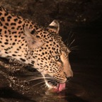 LEOPALD   drinking