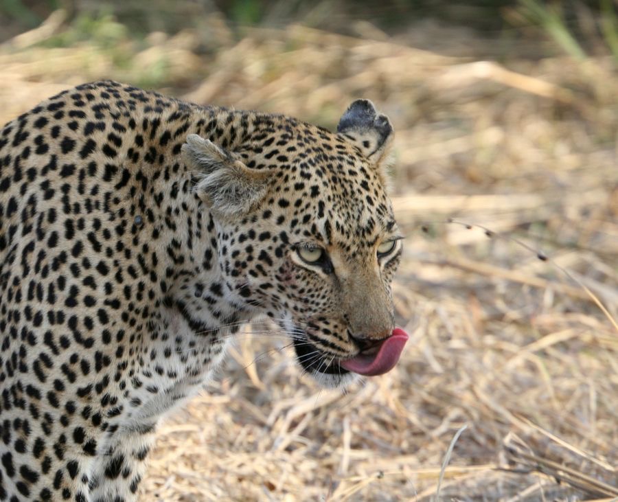 LEOPALD  after his meal