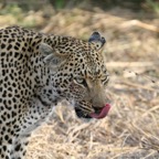 LEOPALD  after his meal