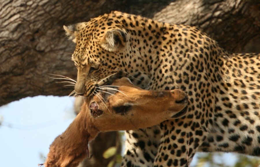 LEOPALD  drags his dead prey down the tree