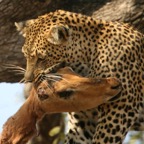 LEOPALD  drags his dead prey down the tree